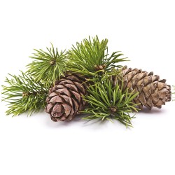 Arya HD Diffusore Bastoncini 55ml - Forest