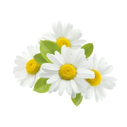 Arya HD Diffusore Bastoncini 55ml - Daisy